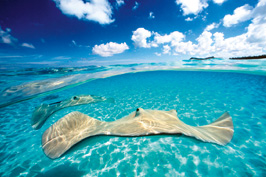 Island Tours